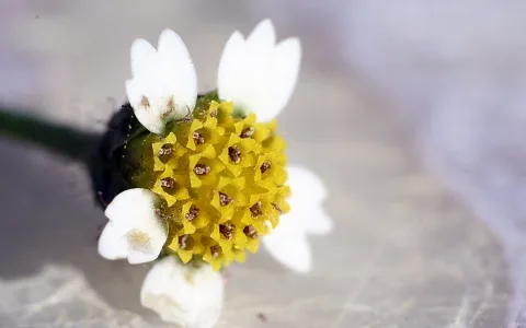 Nahaufnahme einer kleinen Blütenmitte mit gelben Röhrenblüten und weißen Hüllblättern vor grauem, unscharfem Hintergrund.