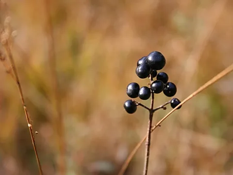 Dolden schwarzer, glänzender Beeren an einem dünnen Zweig vor unscharfem, goldbraunem Gras