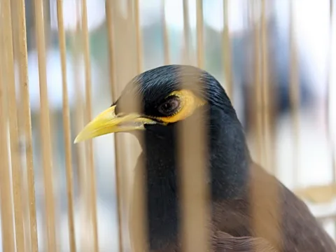 Nahaufnahme eines schwarzen Vogels mit gelbem Schnabel und gelbem Augenfleck, hinter senkrechten hellen Käfigstäben, Hintergrund unscharf.