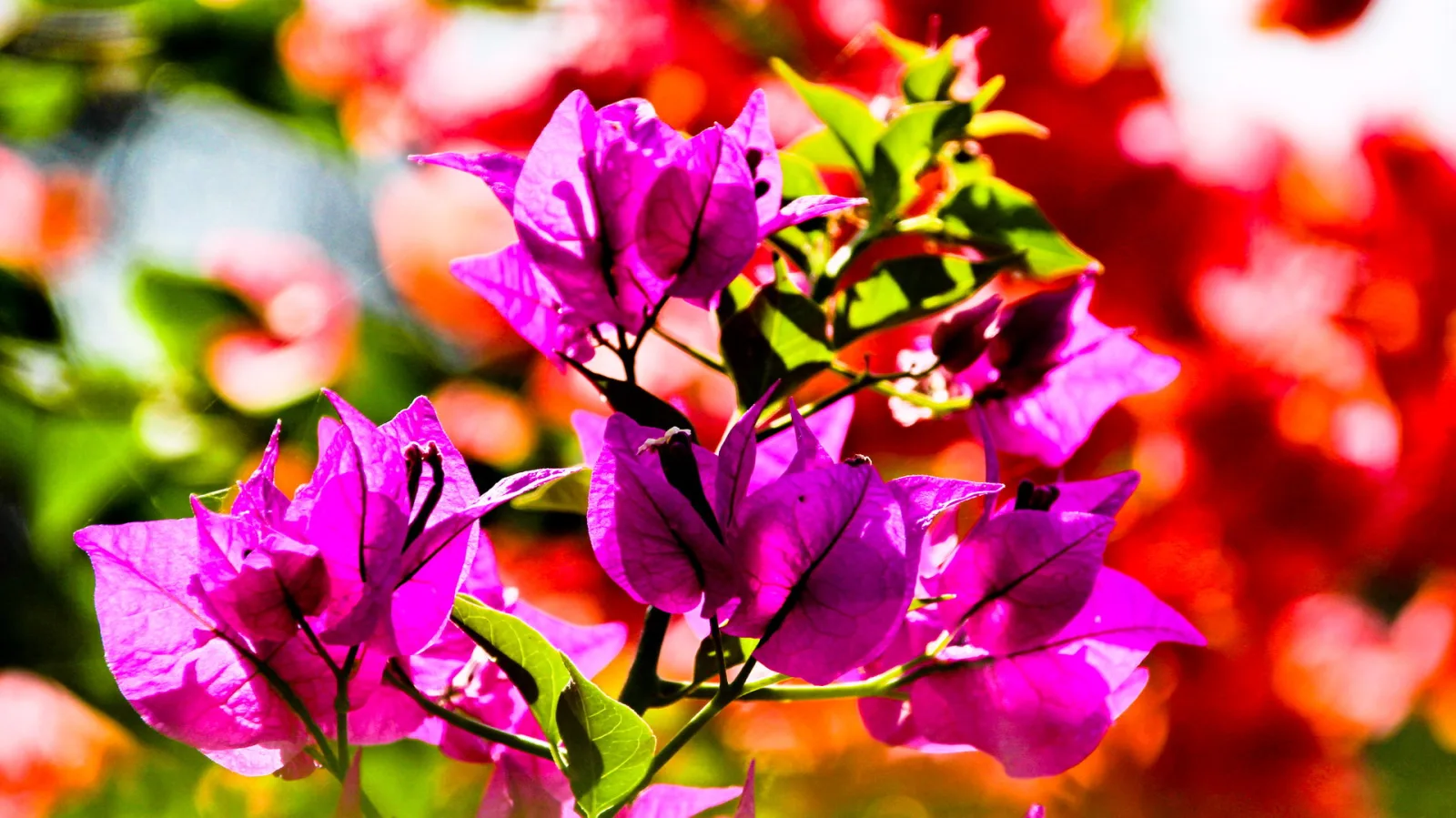 Nahaufnahme eines Zweigs mit leuchtend lila Bougainvillea-Blüten und grünen Blättern, im Hintergrund unscharfes Rot und Orange.