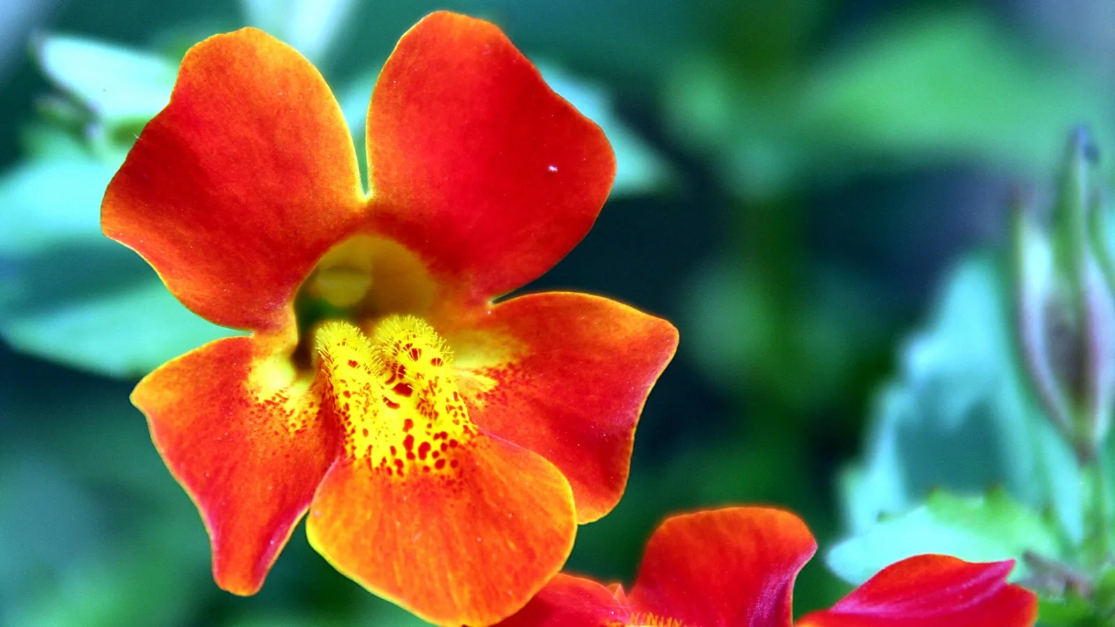 Eine orangerote Blüte mit gelbem, gepunktetem Schlund vor unscharfem grünem Hintergrund.