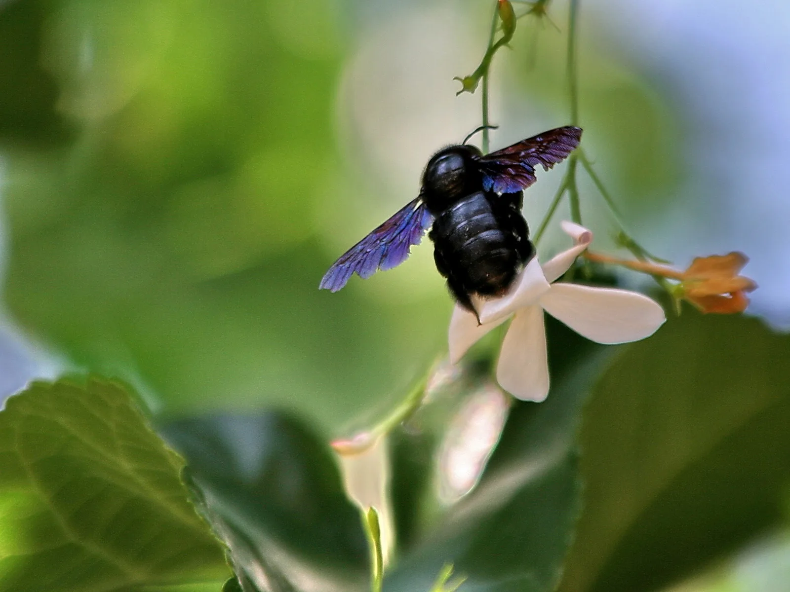 Schwarze Holzbiene mit violett schimmernden Flügeln fliegt an eine weiße Blüte, im Hintergrund unscharfes Grün.