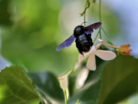 Schwarze Holzbiene mit violett schimmernden Flügeln fliegt an eine weiße Blüte, im Hintergrund unscharfes Grün.