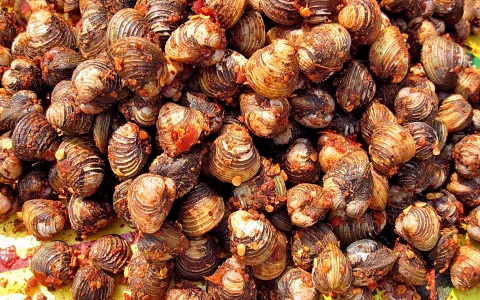Dicht gedrängter Haufen brauner Muscheln, überzogen mit rötlich-orangefarbenen Gewürzkrumen, auf gelbgrünem Untergrund.