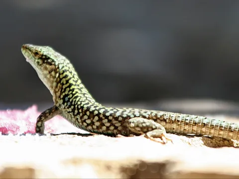 Eine gefleckte Echse streckt Hals und Kopf nach oben und liegt im Sonnenlicht auf einem hellen Stein, im Hintergrund unscharfes Dunkelgrau und rosa Blüten.