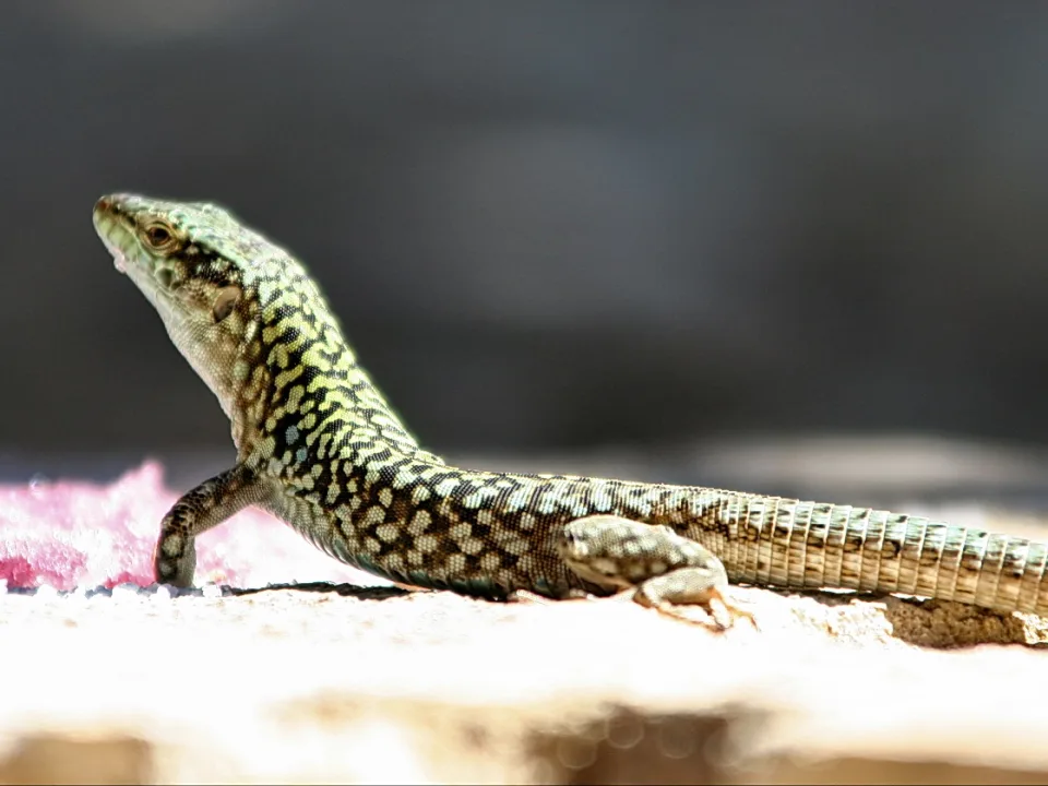 Eine gefleckte Echse streckt Hals und Kopf nach oben und liegt im Sonnenlicht auf einem hellen Stein, im Hintergrund unscharfes Dunkelgrau und rosa Blüten.