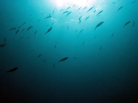 Ein Schwarm schlanker Fische schwimmt unter einer hellen Wasseroberfläche, die Sonne fällt von oben ins blaue Wasser.