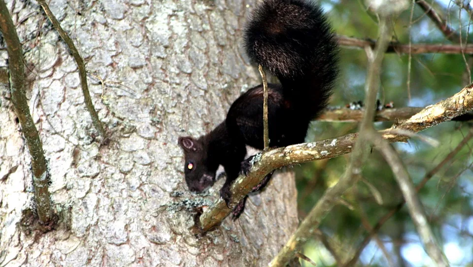 Ein schwarzes Eichhörnchen klettert an einem borkigen Baumstamm entlang und blickt nach unten. Im Hintergrund sind unscharfe grüne Zweige zu sehen.