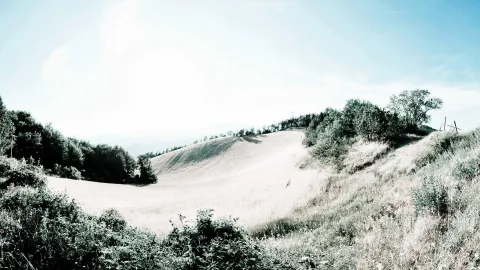 Weite Hügellandschaft im Sommer mit hellem Weizenfeld, links und rechts Büsche und Bäume, darüber blassblauer Himmel.