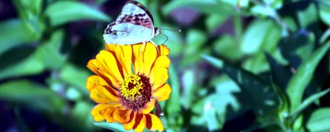 Ein weiß-braun gemusterter Schmetterling sitzt auf einer leuchtend orangefarbenen Zinnienblüte mit gelber Mitte, im Hintergrund unscharfes grünes Laub.