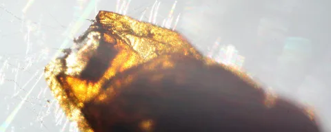 Makroaufnahme eines toten Insekts im Gegenlicht, orange-braun durchleuchtet, mit feinen Spinnennetzfäden im hellen Hintergrund.