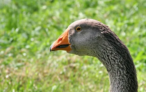 Nahaufnahme des Kopfes einer Graugans im Profil nach links, mit orangefarbenem Schnabel, gelbem Auge und grauem Gefieder vor unscharfem grünem Gras.