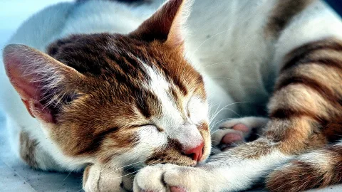 Eine schlafende rot-weiß getigerte Katze liegt eng zusammengerollt, mit geschlossenen Augen und den Pfoten unter dem Kinn.