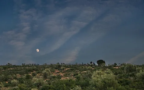 Ein Halbmond steht am blaugrauen Abendhimmel über einem dicht bewachsenen Hügelkamm mit Sträuchern und vereinzelten Bäumen, durchzogen von feinen Schleierwolken.