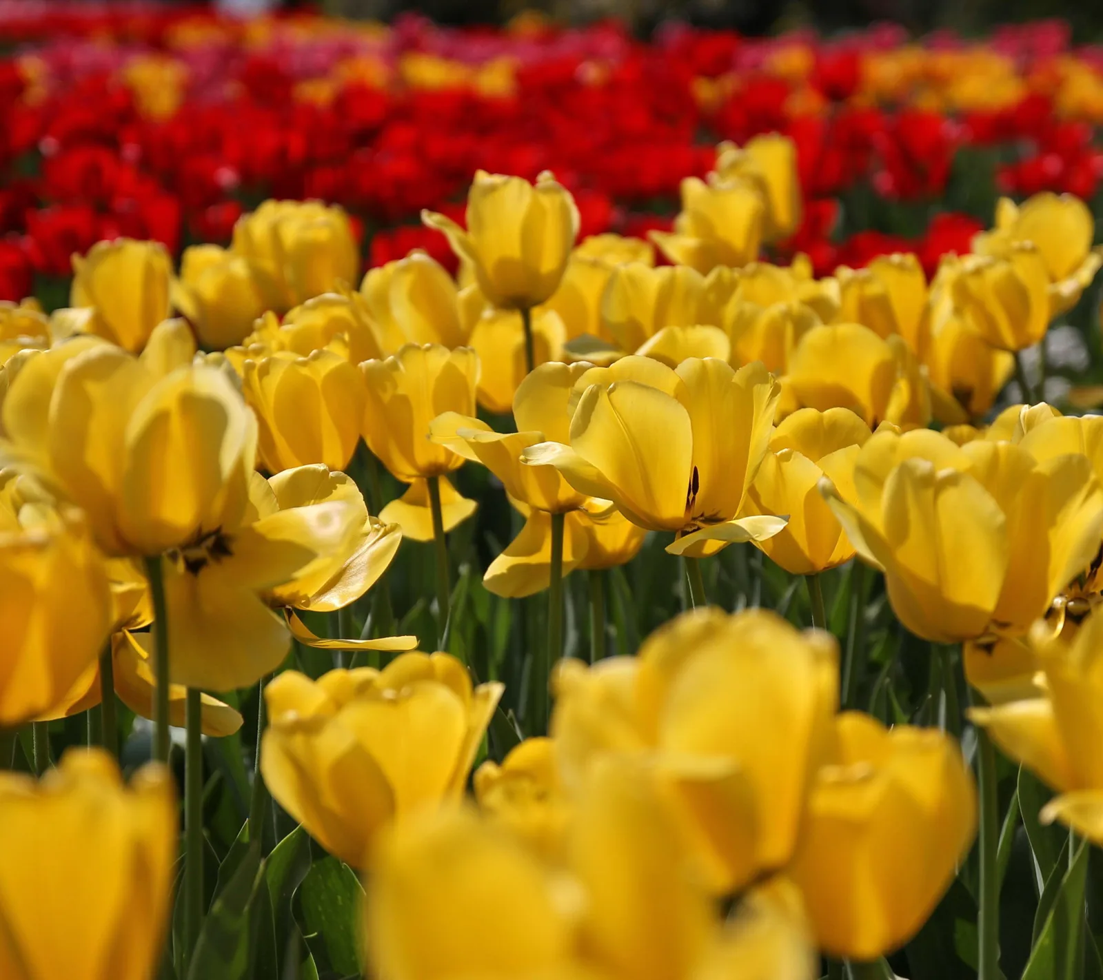 Gelbe Tulpen im scharfen Vordergrund, dahinter unscharfe rote und gelbe Tulpen auf einem Feld im Sonnenlicht
