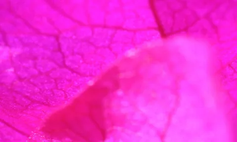 Extreme Nahaufnahme eines pinkfarbenen Blattes mit feinen, netzartigen Adern. Rechts unten liegt eine unscharfe, hellere Fläche.