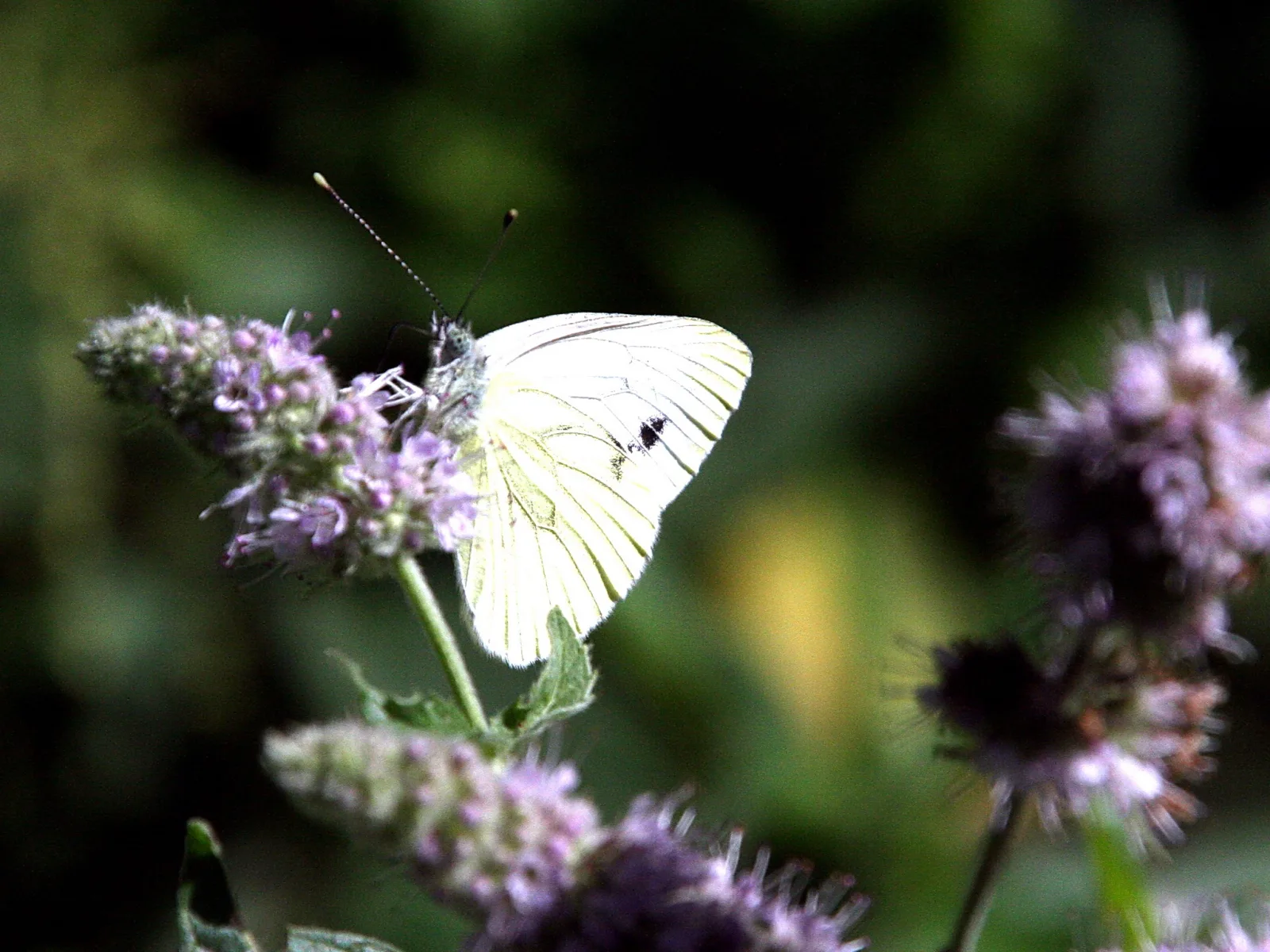 Weißer Schmetterling mit schwarzen Flecken auf den Flügeln sitzt auf lila blühender Minze vor dunkelgrünem, unscharfem Hintergrund.