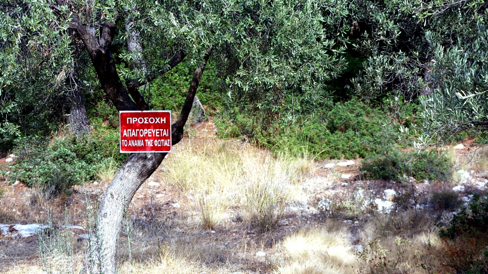 Ein Olivenbaum mit knorrigem Stamm vor trockenem Gras und Gebüsch. Daran hängt ein rotes Warnschild mit griechischer Schrift.