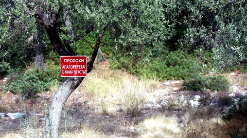 Ein Olivenbaum mit knorrigem Stamm vor trockenem Gras und Gebüsch. Daran hängt ein rotes Warnschild mit griechischer Schrift.