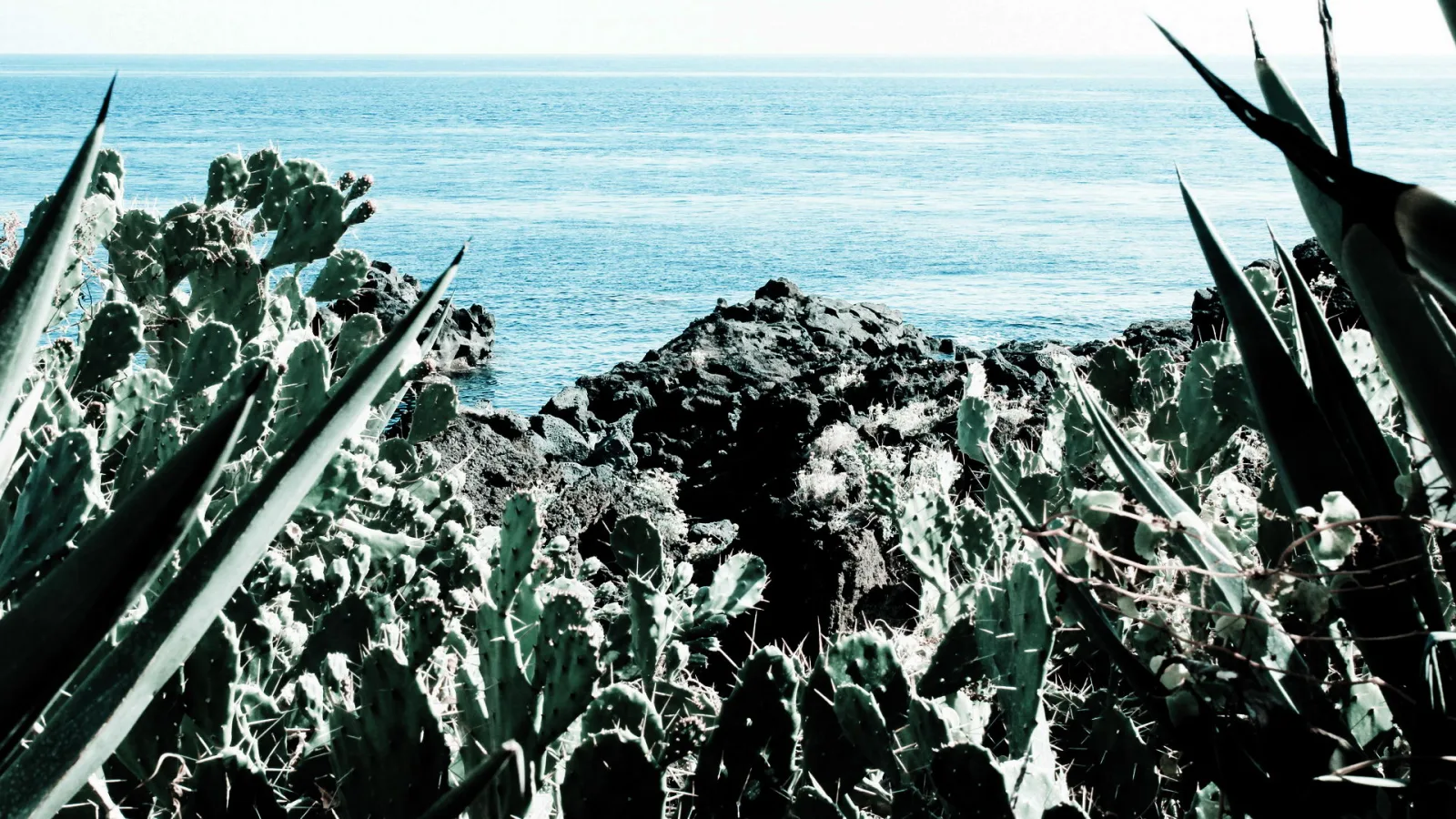 Dichter Bewuchs aus Feigenkakteen und Agaven im Vordergrund, dahinter dunkle Lavafelsen und das blaue Meer unter hellem Himmel.