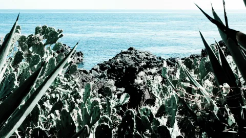 Dichter Bewuchs aus Feigenkakteen und Agaven im Vordergrund, dahinter dunkle Lavafelsen und das blaue Meer unter hellem Himmel.