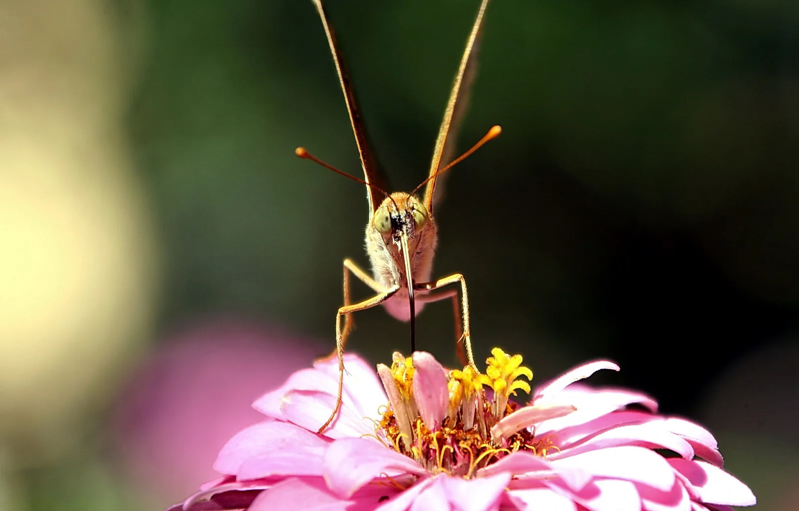 Ein Schmetterling mit ausgestreckten Fühlern sitzt frontal auf einer rosa Zinnienblüte, im Hintergrund unscharfes Grün.