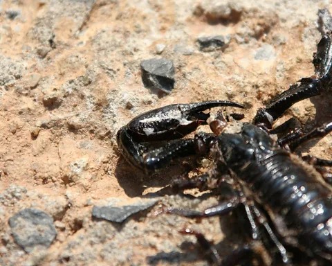 Schwarzer Skorpion mit geöffneten Scheren auf steinigem, sandfarbenem Untergrund, in Nahaufnahme seitlich fotografiert.