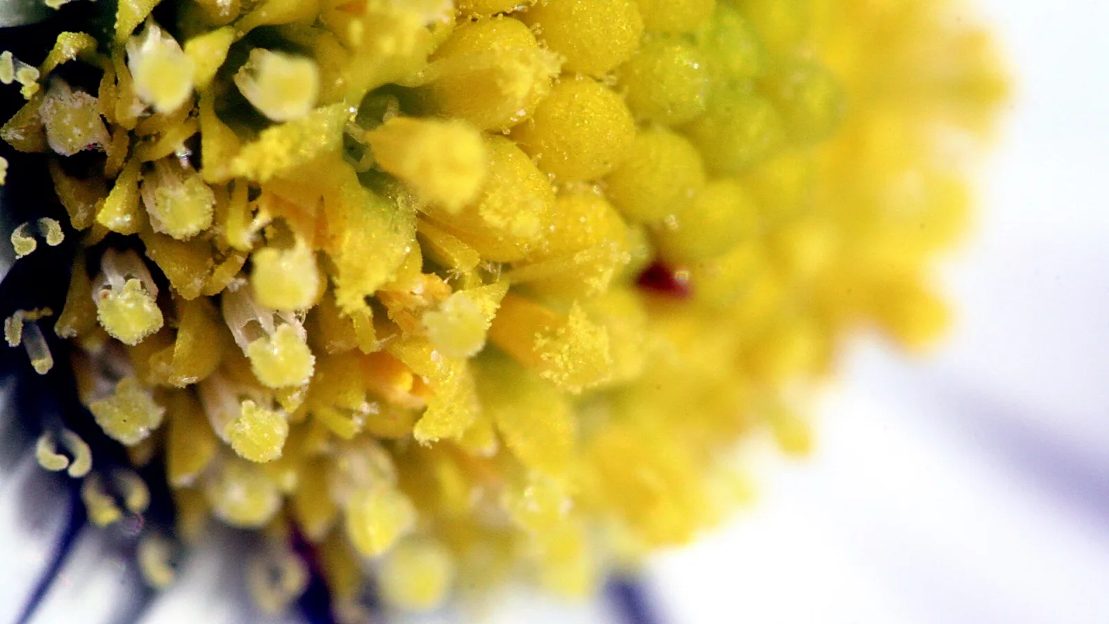 Nahaufnahme einer gelben Blütenmitte mit dicht gedrängten Staubgefäßen und Pollen, rechts verschwimmt der weiße Hintergrund.
