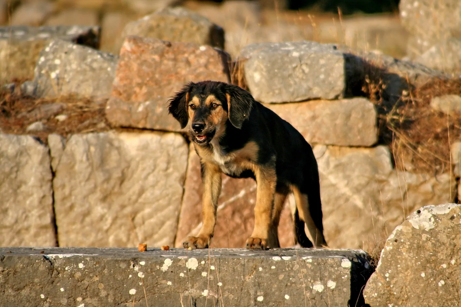 Junger Hund mit schwarz-braunem Fell steht auf einer Steinmauer, im Hintergrund liegen weitere verwitterte Mauerreste.