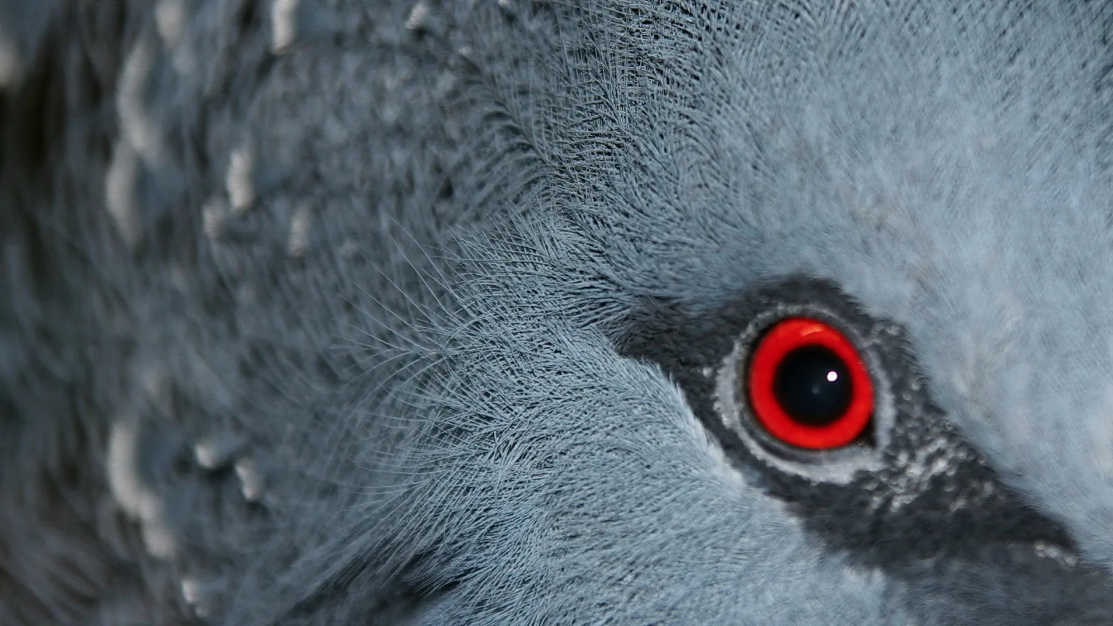 Nahaufnahme eines graublauen Vogelkopfes mit leuchtend rotem Auge und feiner, dichter Federstruktur