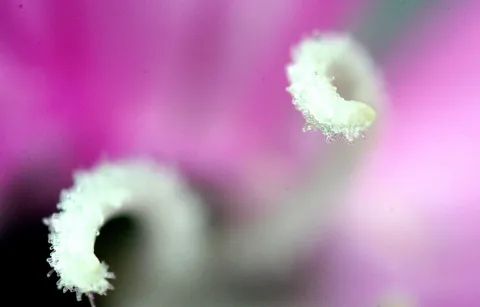 Zwei weiße, gekrümmte Blütenstempel mit körniger Oberfläche vor einem unscharfen pinkfarbenen Hintergrund.