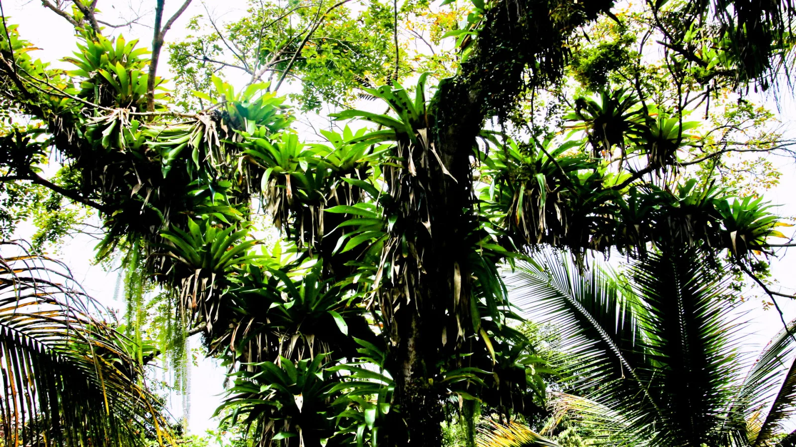 Ein großer Baumstamm im tropischen Regenwald, übersät mit Epiphyten und Farnen, im Vordergrund Palmwedel.