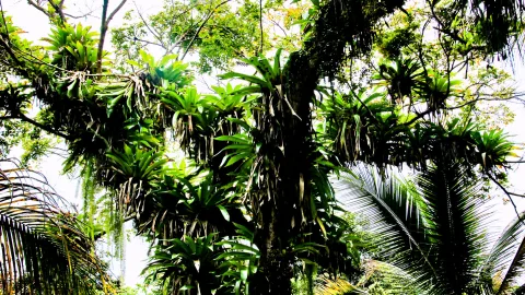 Ein großer Baumstamm im tropischen Regenwald, übersät mit Epiphyten und Farnen, im Vordergrund Palmwedel.