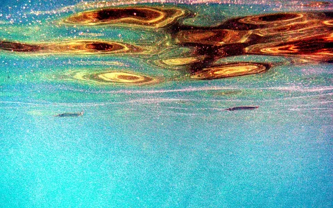 Unterwasseraufnahme mit Blick zur Wasseroberfläche, auf der goldbraune Lichtreflexe schwimmen, darunter zwei kleine Fische im türkisfarbenen Wasser.