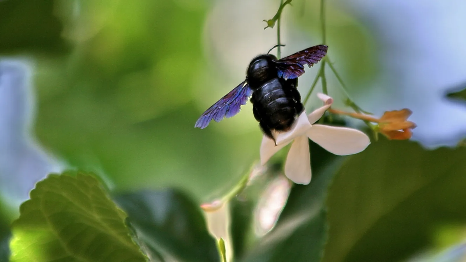 Schwarze Holzbiene mit blau schimmernden Flügeln fliegt neben einer weißen Blüte vor grünem, unscharfem Hintergrund.
