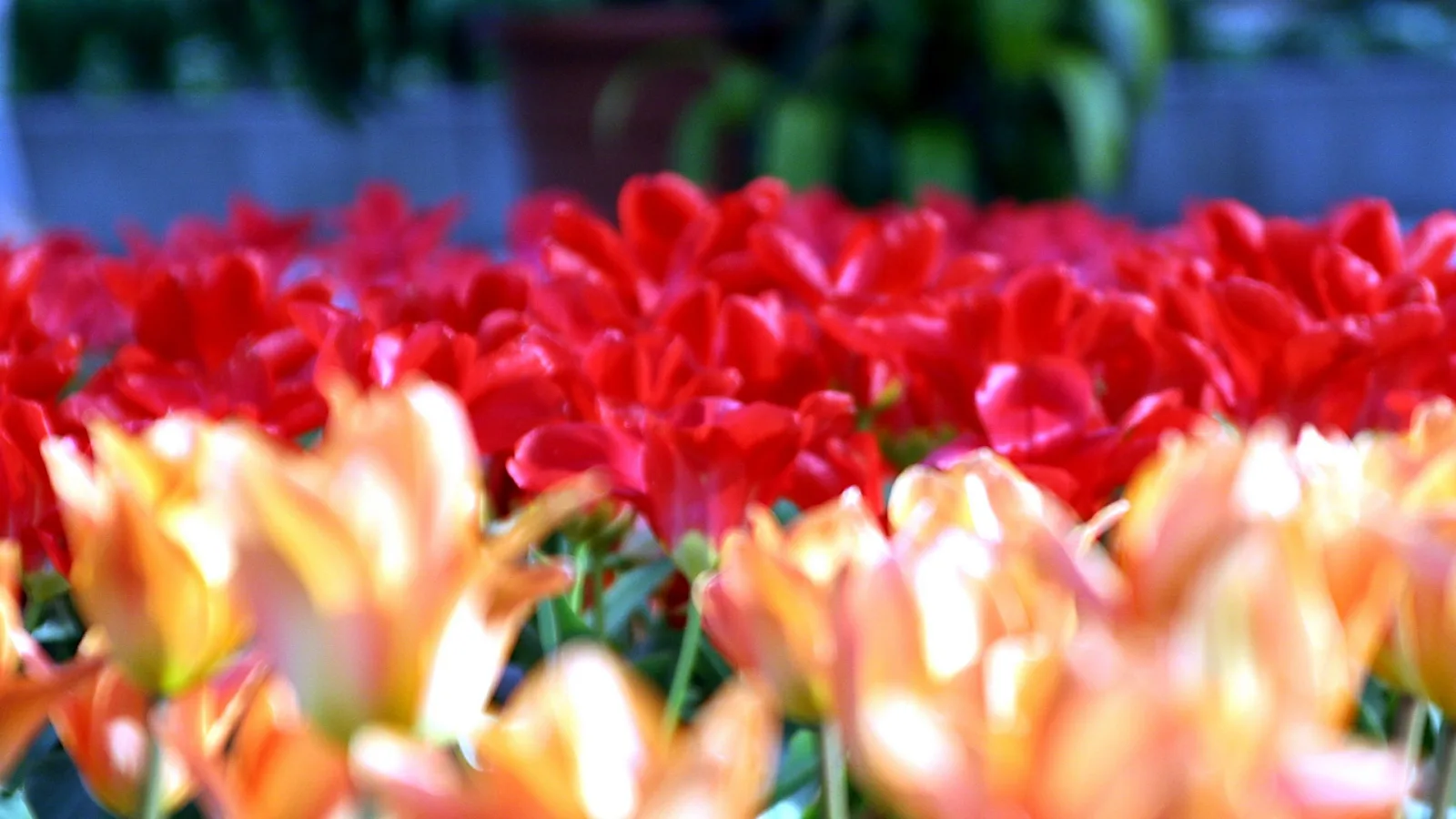 Dicht gedrängte rote Tulpen in einem Beet, davor unscharf orangefarbene Tulpen, im Hintergrund verschwommenes Grün und ein Blumentopf.