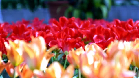 Dicht gedrängte rote Tulpen in einem Beet, davor unscharf orangefarbene Tulpen, im Hintergrund verschwommenes Grün und ein Blumentopf.