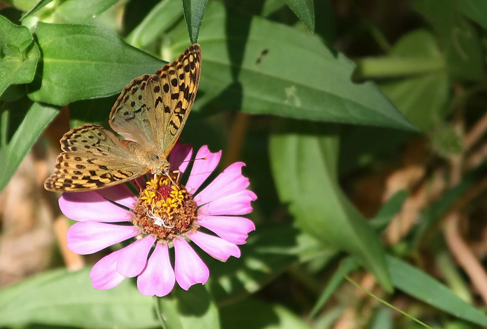 Ein Perlmutterfalter mit geöffneten, goldbraunen Flügeln mit schwarzen Flecken sitzt auf einer rosafarbenen Zinnienblüte und saugt Nektar, im Hintergrund unscharfes grünes Laub.