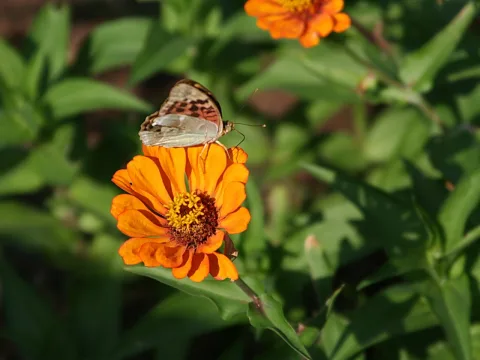 Ein Schmetterling sitzt auf einer orangefarbenen Zinnienblüte, im Hintergrund unscharfes grünes Laub.