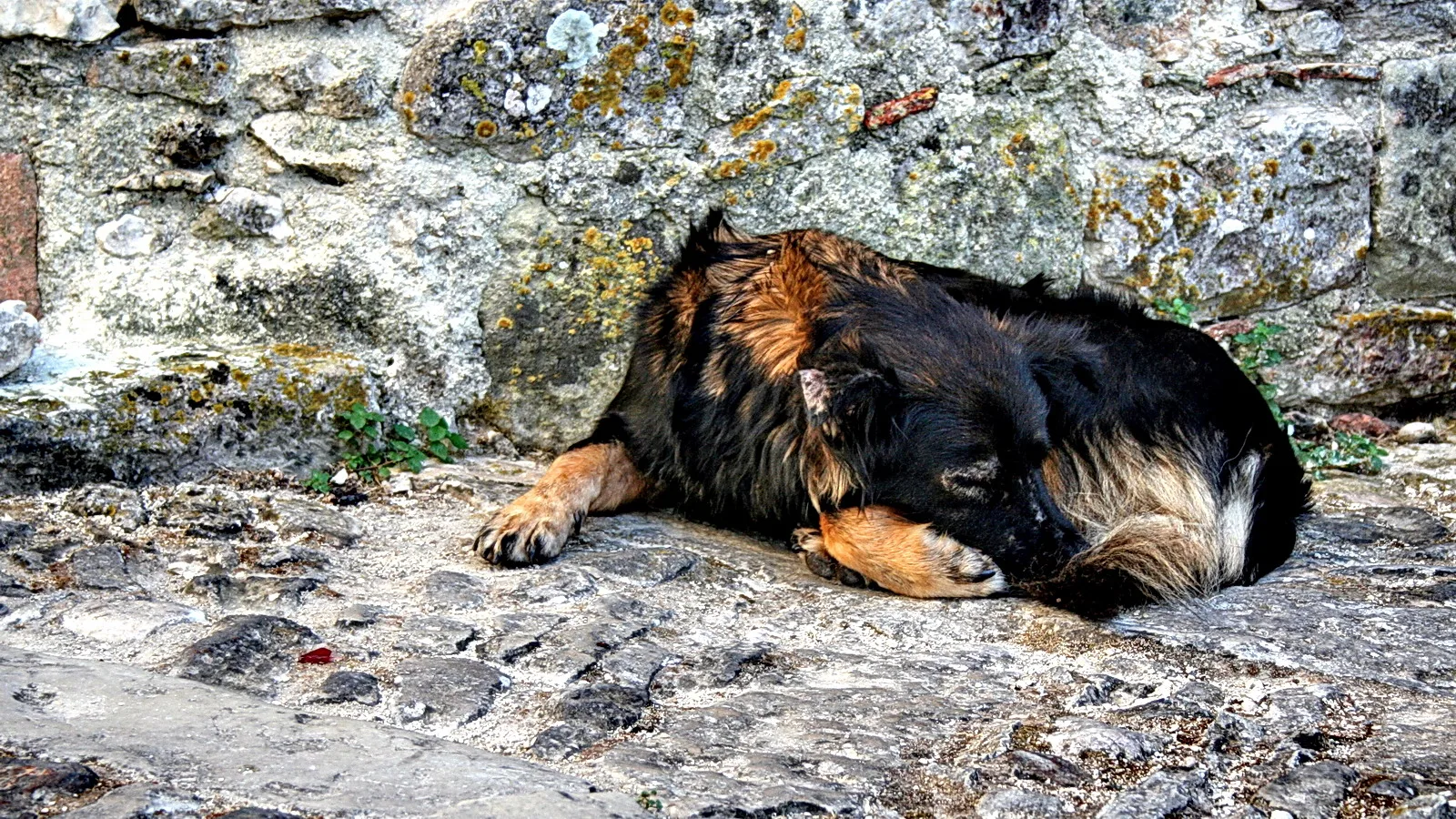 Ein schwarz-braun gefleckter Hund liegt zusammengerollt auf einem grauen Steinpflaster vor einer bemoosten Steinmauer.