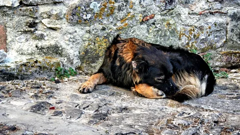Ein schwarz-braun gefleckter Hund liegt zusammengerollt auf einem grauen Steinpflaster vor einer bemoosten Steinmauer.
