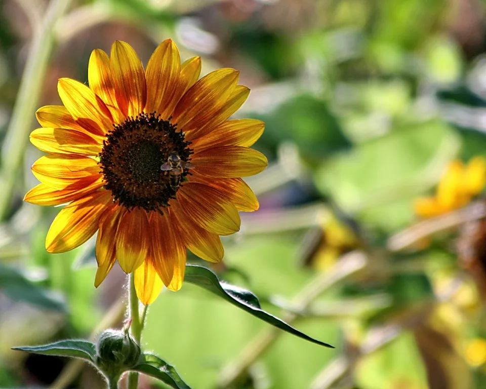 Eine orangegelbe Sonnenblume mit dunkler Mitte, auf der eine Biene sitzt, vor unscharfem grünem Hintergrund.