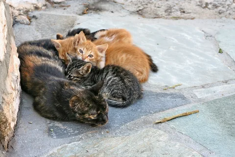 Eine dunkle Katze liegt auf grauen Steinplatten, umringt von drei Kätzchen, eines davon mit orangem Fell blickt in die Kamera.