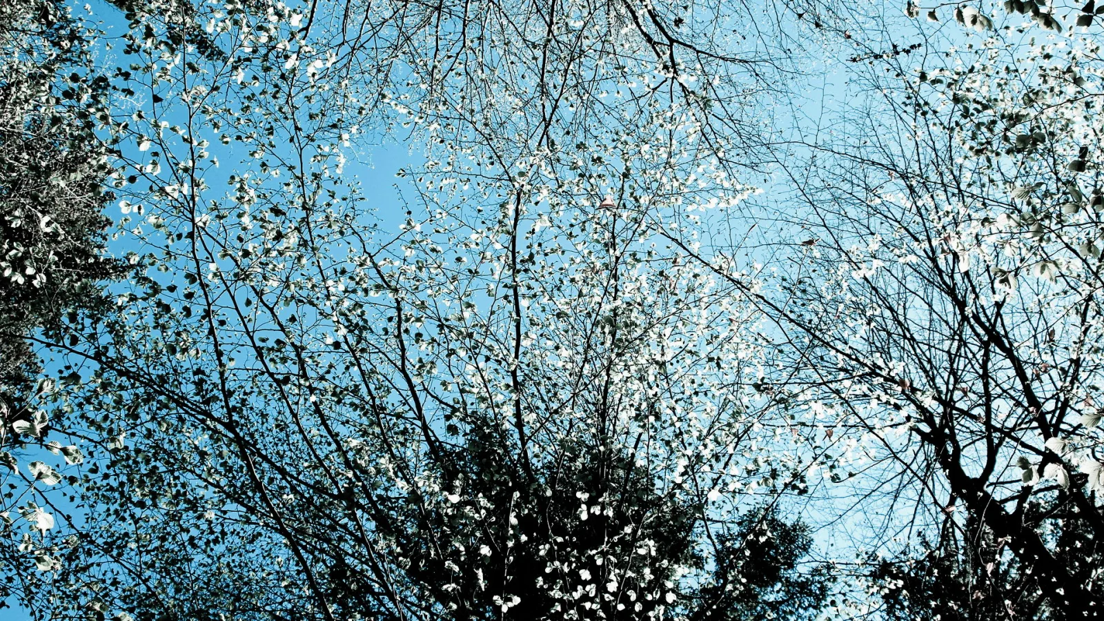 Blick von unten in eine Baumkrone mit kahlen und belaubten Ästen vor hellblauem Himmel, durchsetzt mit weißen Blüten.