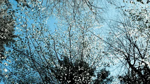Blick von unten in eine Baumkrone mit kahlen und belaubten Ästen vor hellblauem Himmel, durchsetzt mit weißen Blüten.