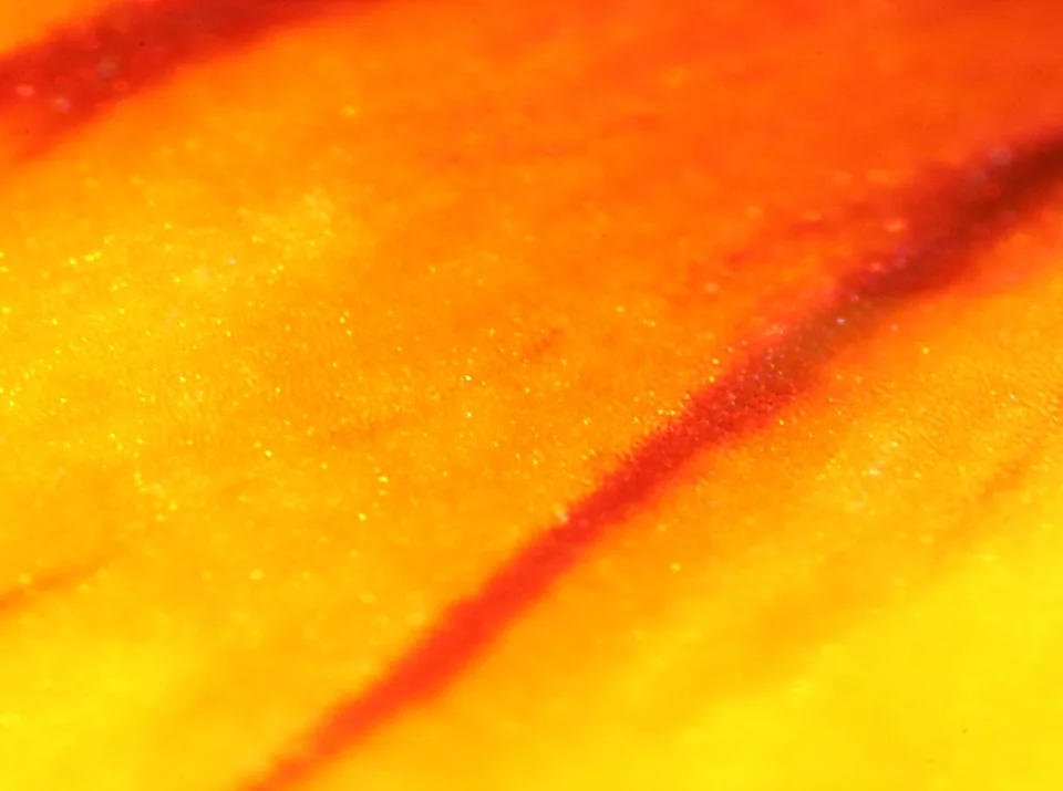 Nahaufnahme eines orangegelben Blütenblatts mit einer roten, diagonal verlaufenden Ader.