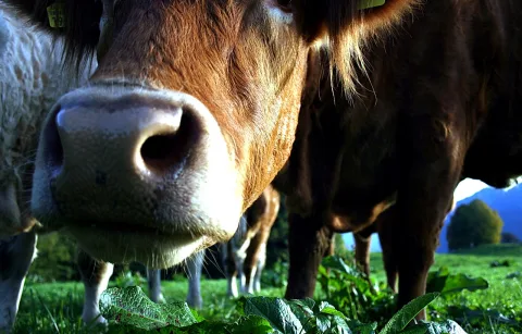 Nahaufnahme einer braunen Kuh mit feuchter Schnauze, die direkt in die Kamera schnuppert, dahinter weitere Rinder auf einer grünen Wiese.
