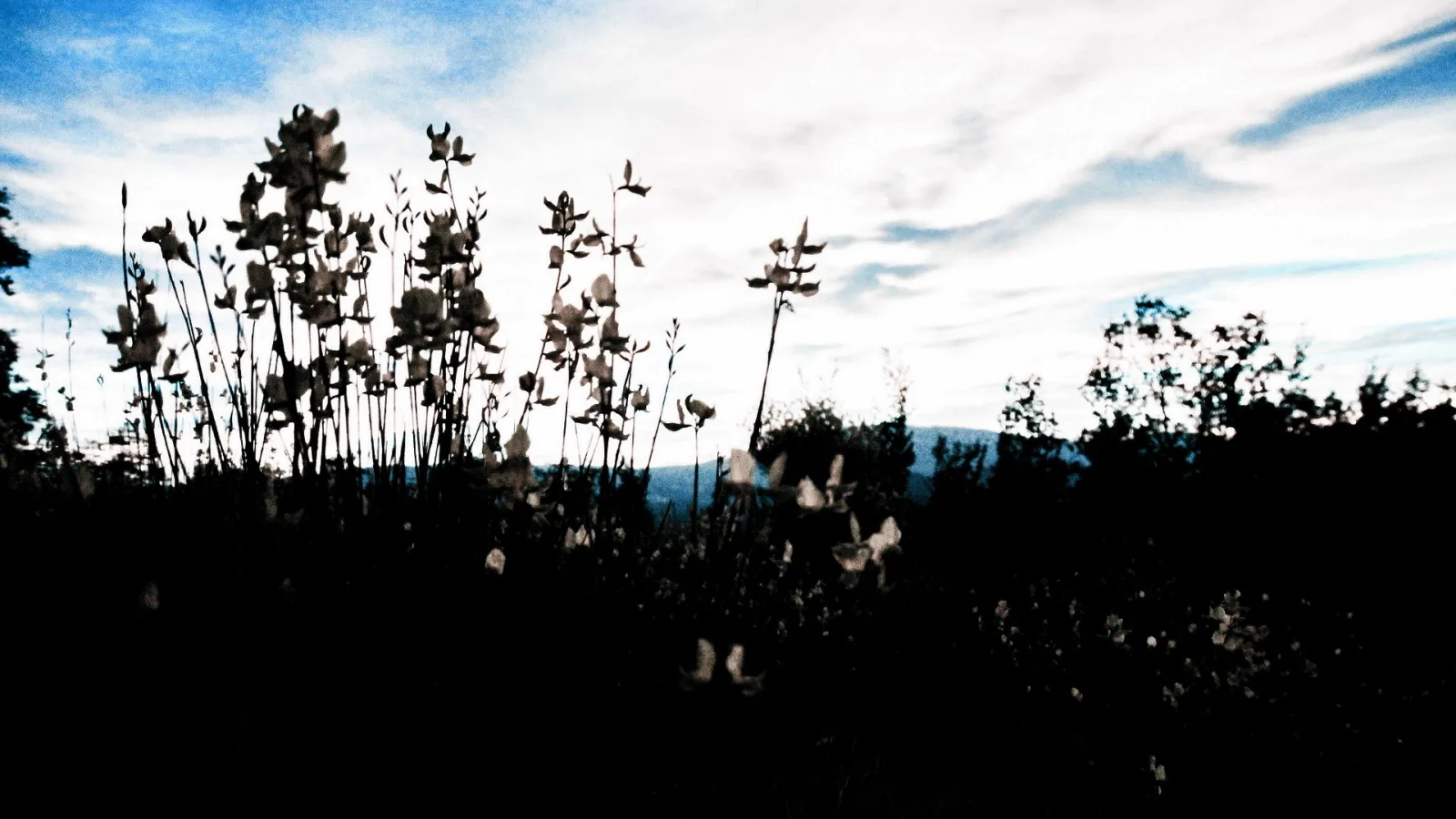 Dunkle Silhouetten hoher Pflanzen mit trockenen Blütenständen vor einem blau-weißen Abendhimmel mit Wolkenschleiern, am Horizont dunkle Hügel und Büsche.
