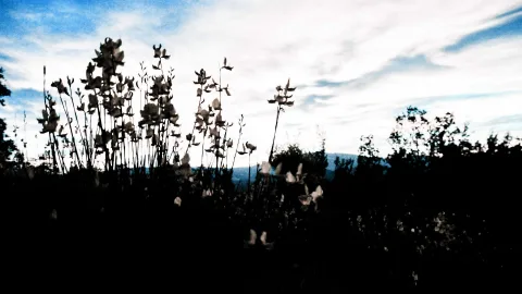 Dunkle Silhouetten hoher Pflanzen mit trockenen Blütenständen vor einem blau-weißen Abendhimmel mit Wolkenschleiern, am Horizont dunkle Hügel und Büsche.