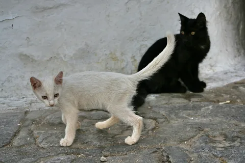 Eine weiße, struppige Katze läuft mit erhobenem Schwanz über graues Kopfsteinpflaster, im Hintergrund sitzt eine schwarze Katze vor einer weiß gekalkten Wand.